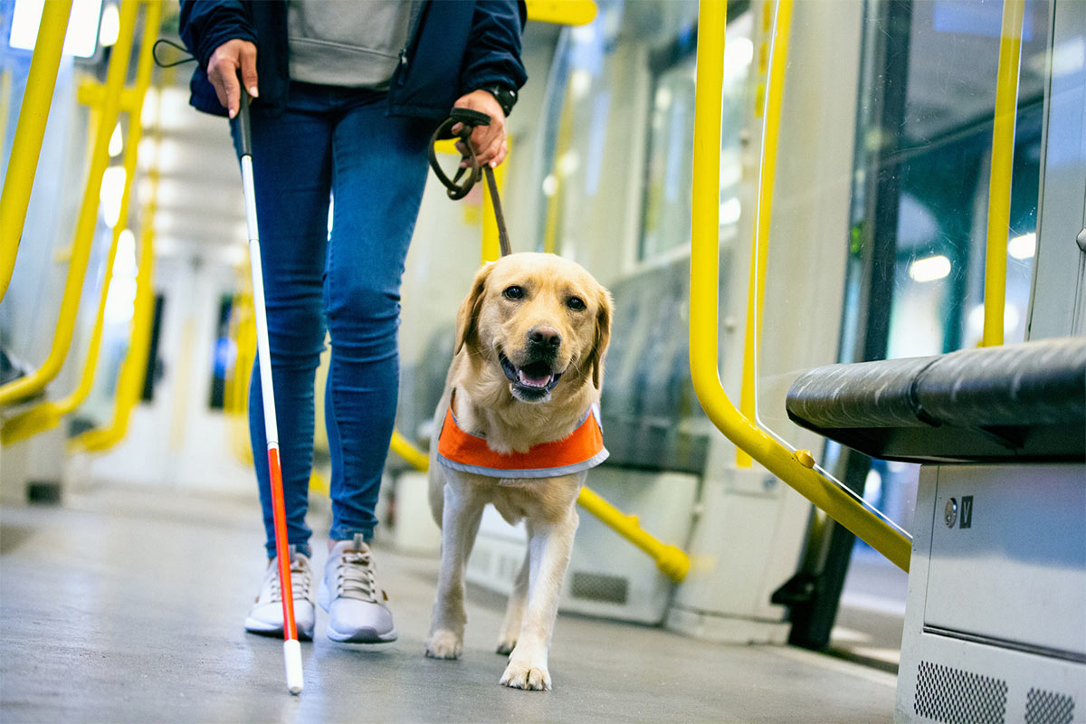 A guide dog walking with a person