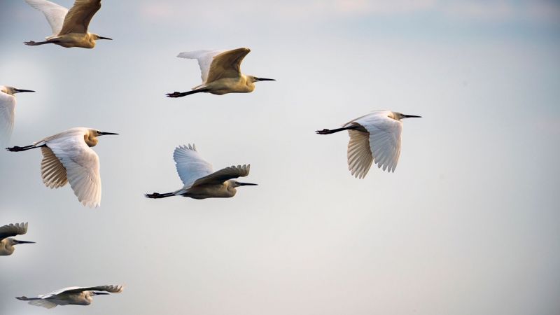 Birds flying in formation. Leadership development concept