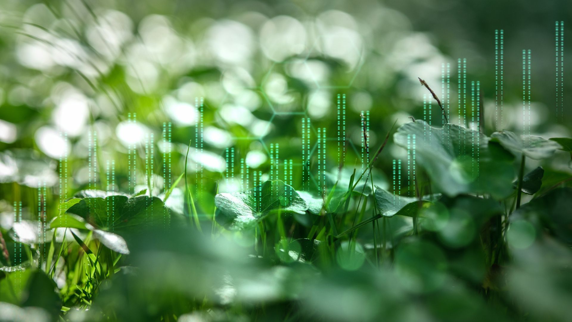 Green data graph overlay on lush foliage. Abstract concept of CSR investment.