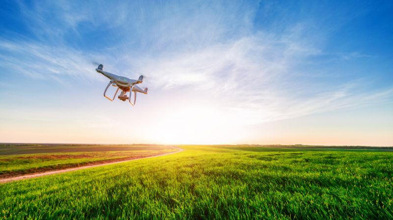 Drone quad copter on yellow corn field.