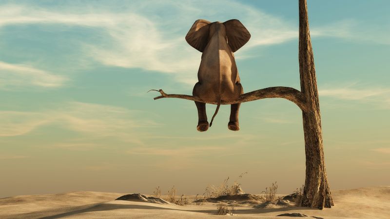 An elephant on a tree in the desert