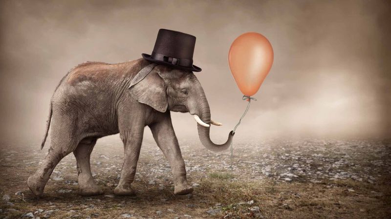 Elephant wearing a top hat and carrying a balloon in its trunk