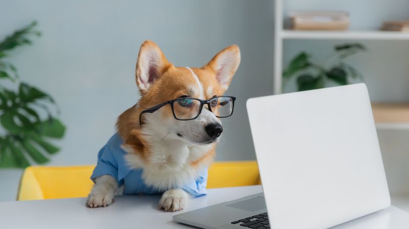 An image of corgi dog with laptop