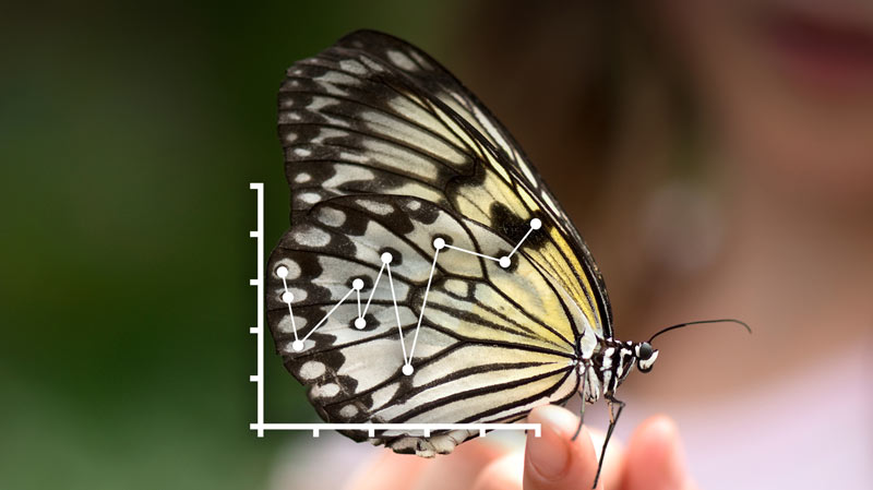 A butterfly with a graph