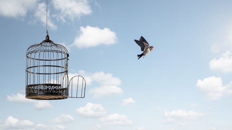 A bird, leaving the cage