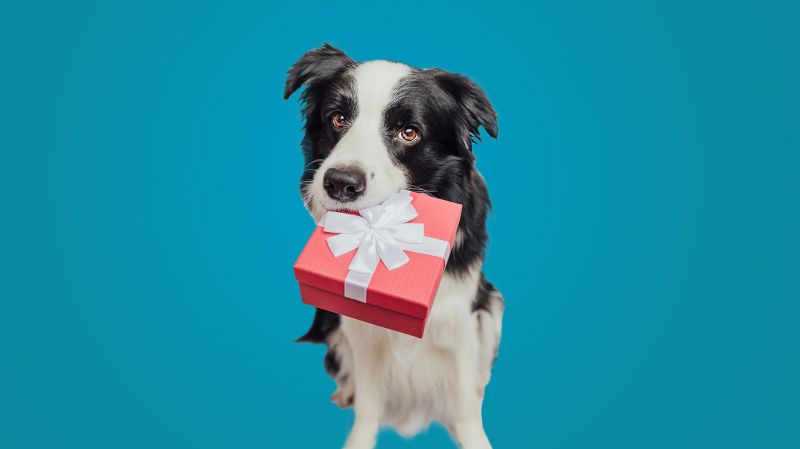 A dog keeping a gift