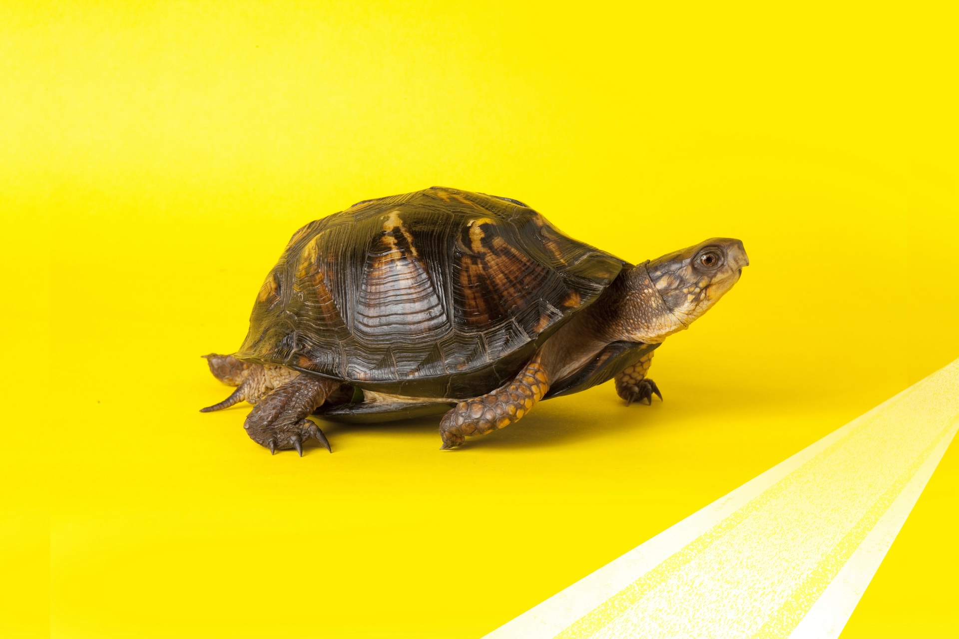 Tortoise walking slowly on a yellow background