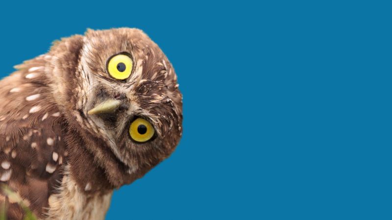 Why Leaders Need to Get More Curious