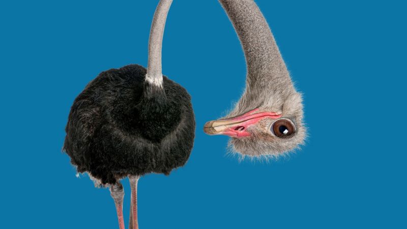 Portrait of a funny and cute ostrich with its head tilted to the side