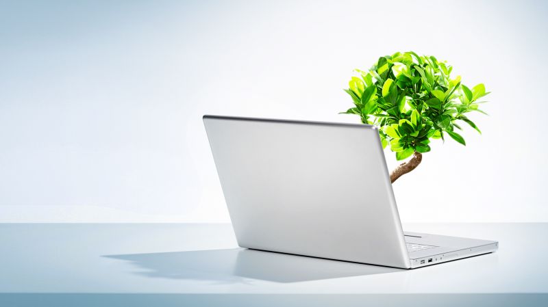 Small tree grows out of a laptop