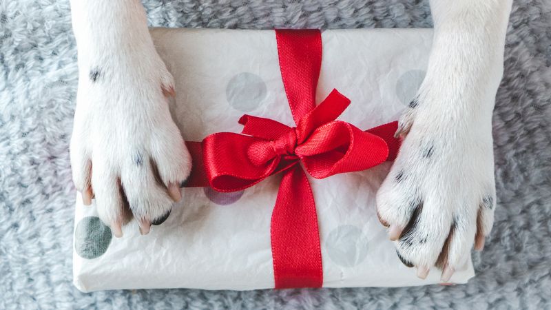 Dalmation dog paws holding a gift box