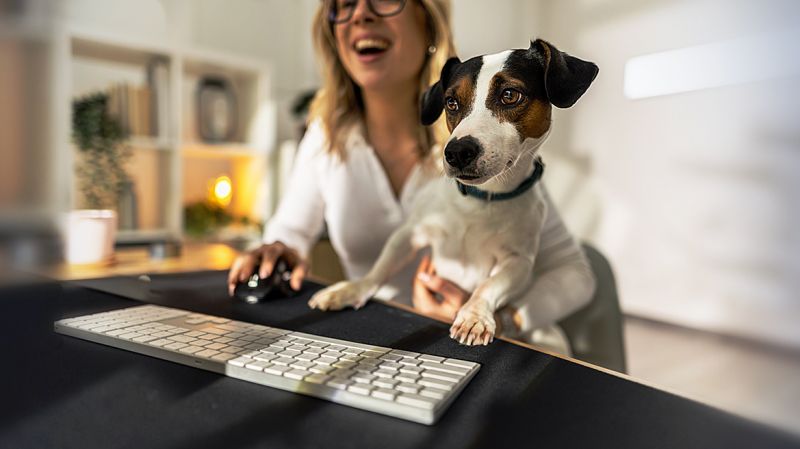 And women works from home at her computer with a dog in her lap.