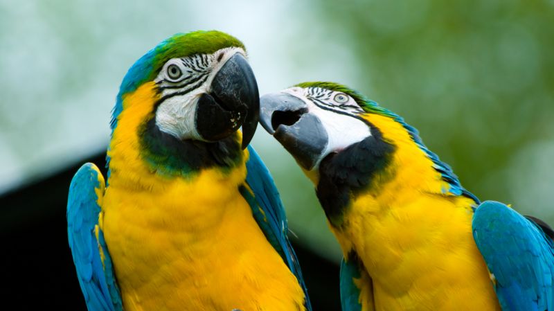 One parrot nudges another parrot with its beak. 
