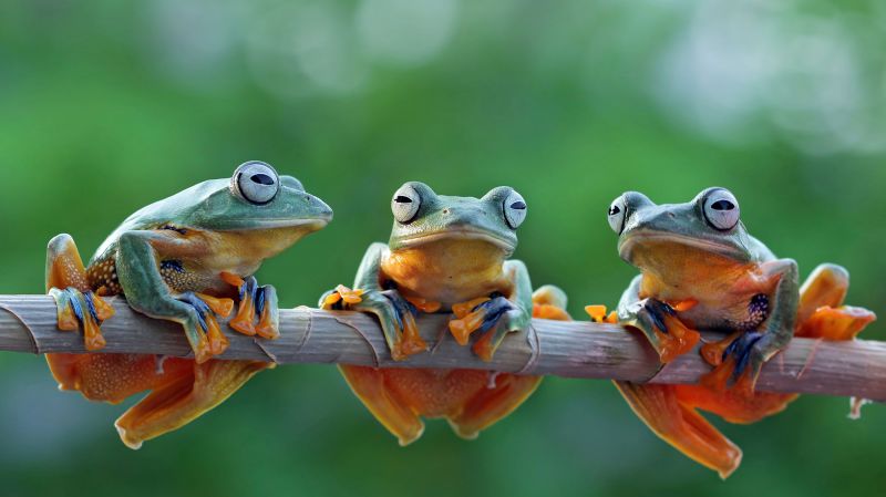 Three tree frogs on a branch.