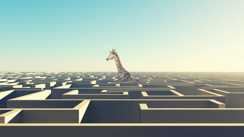 Giraffe above the labyrinth.